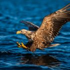 Seeadler, Norwegen