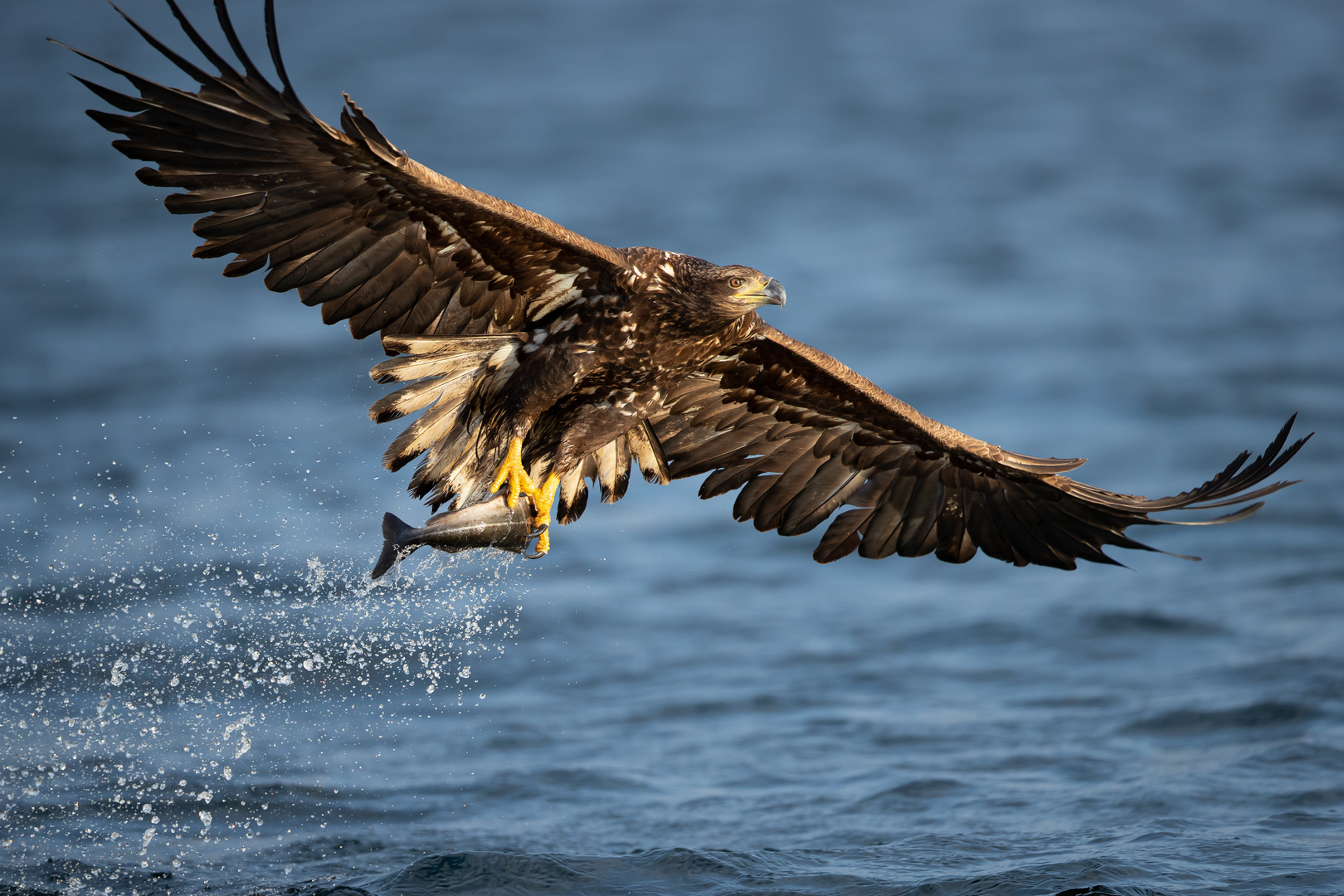 Seeadler Norwegen