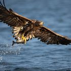 Seeadler Norwegen