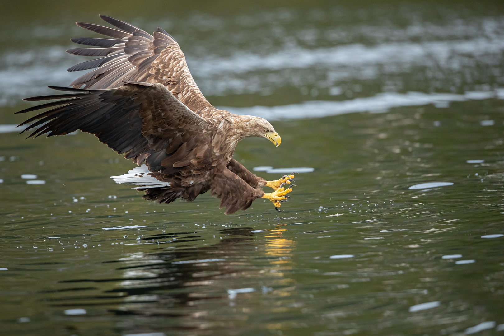 Seeadler Norwegen