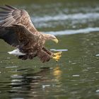 Seeadler Norwegen