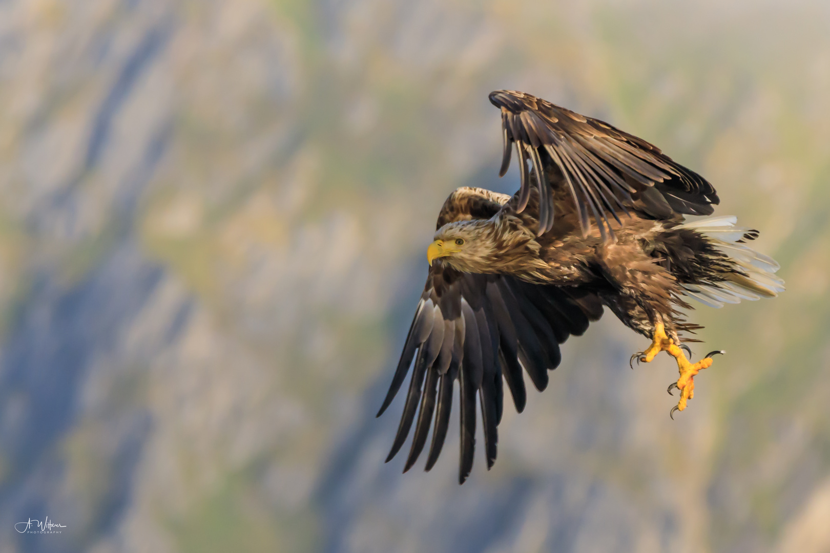 Seeadler, Norwegen