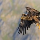 Seeadler, Norwegen