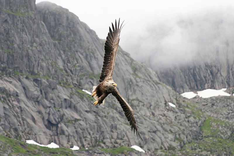 Seeadler - Norwegen Trollfjord 2