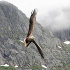 Seeadler - Norwegen Trollfjord 2