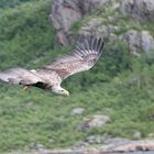 Seeadler - Norwegen Trollfjord 3