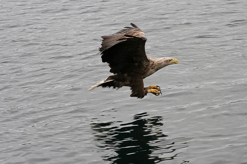 Seeadler - Norwegen Trollfjord 4