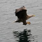 Seeadler - Norwegen Trollfjord 4