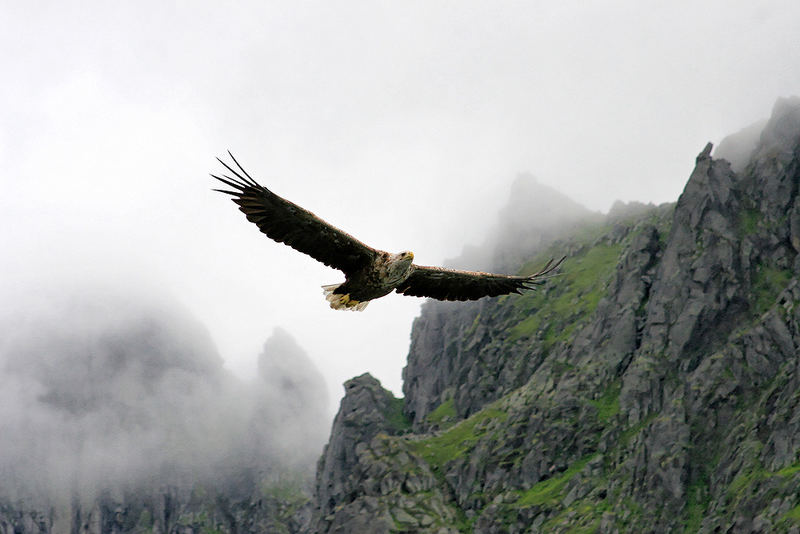 Seeadler - Norwegen Trollfjord