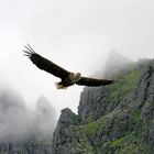 Seeadler - Norwegen Trollfjord