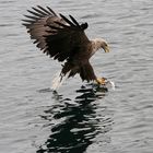 Seeadler - Norwegen Trollfjord 5