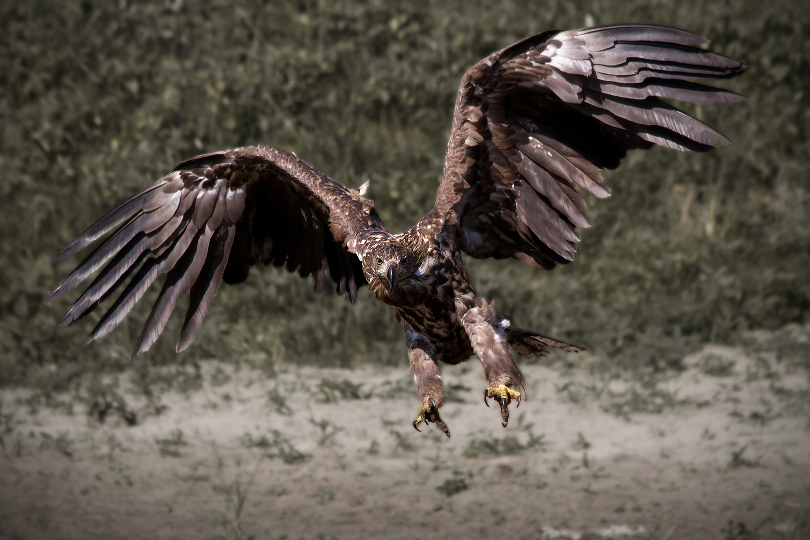 Seeadler Nr. 5