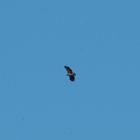 Seeadler (nur Info)