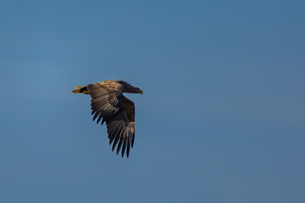 Seeadler-Oberlausitz