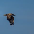 Seeadler-Oberlausitz