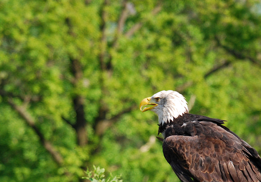 SEEADLER - ÖSTERREICH