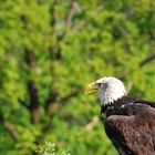 SEEADLER - ÖSTERREICH