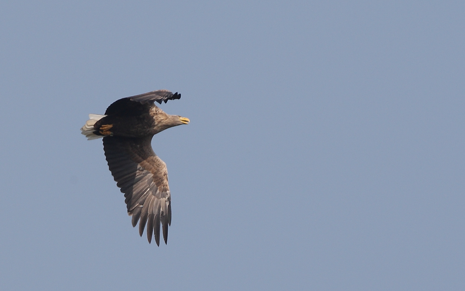 Seeadler Oktober 14