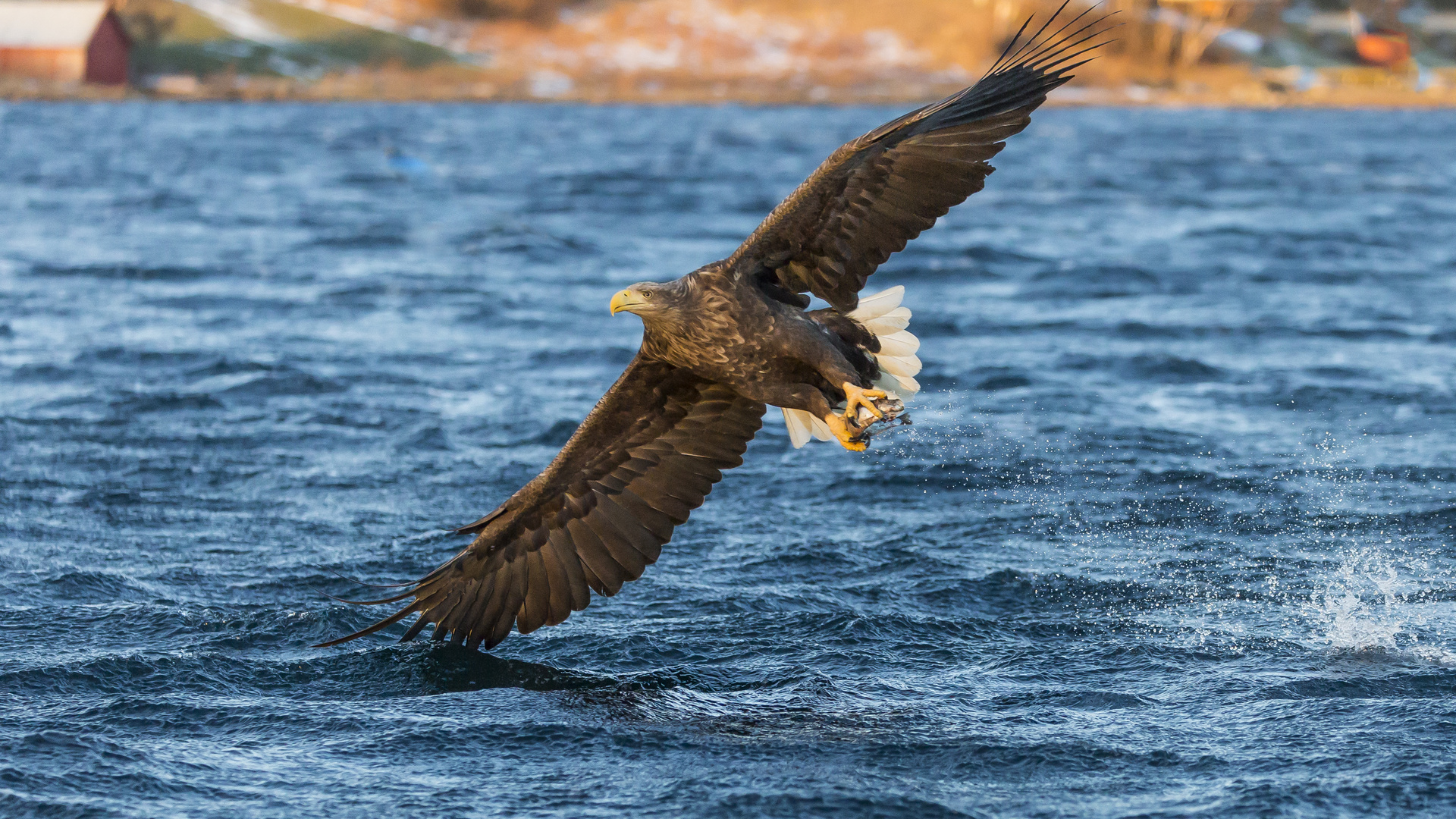 #Seeadler on Tour 