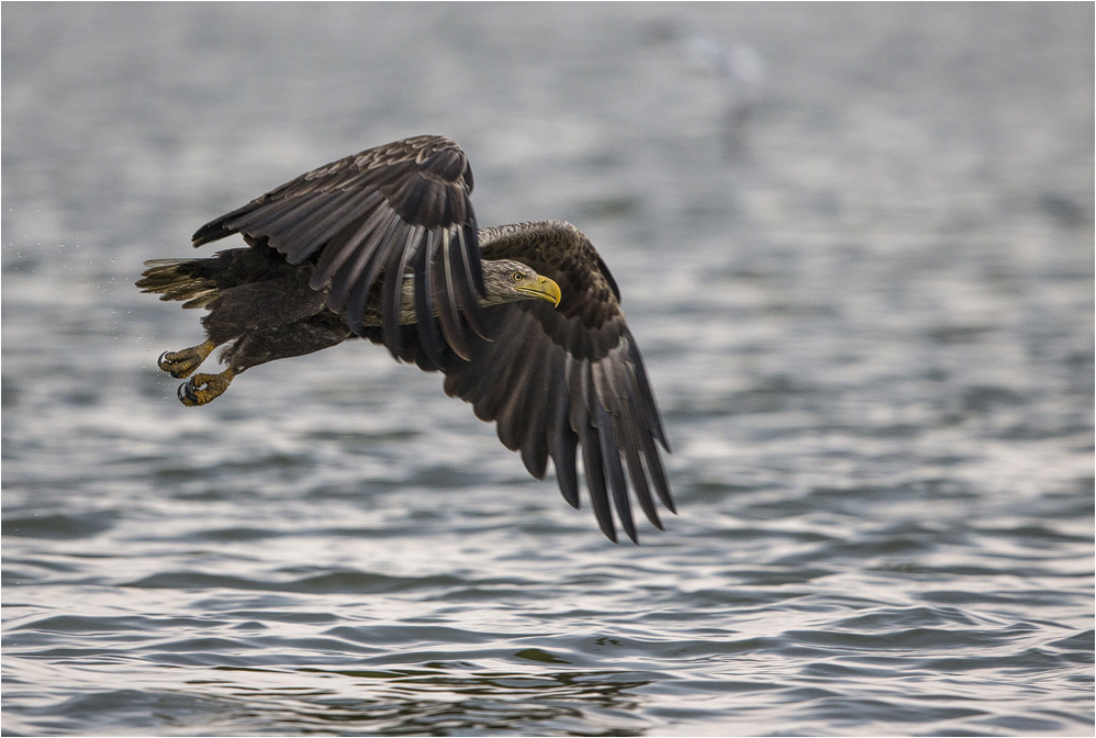 Seeadler on tour