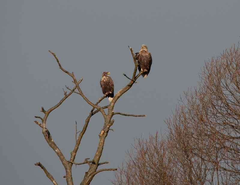 Seeadler Paar