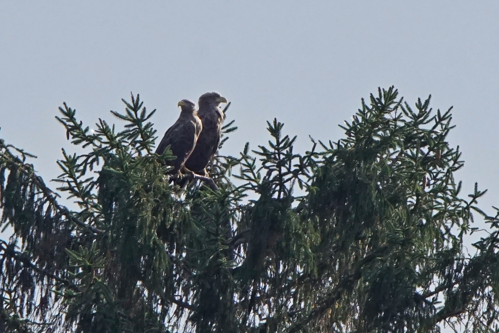 Seeadler-Paar