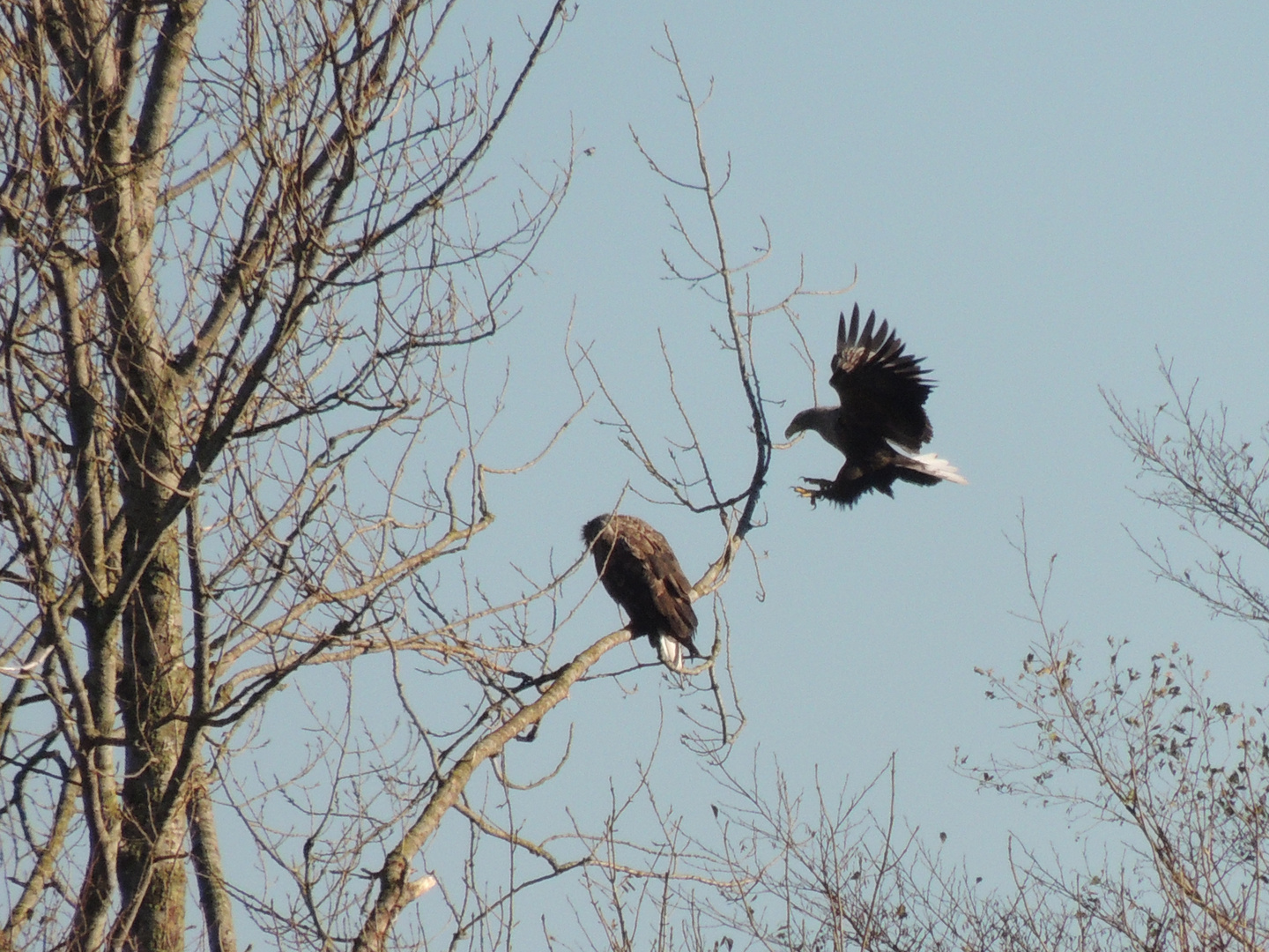 Seeadler Paar