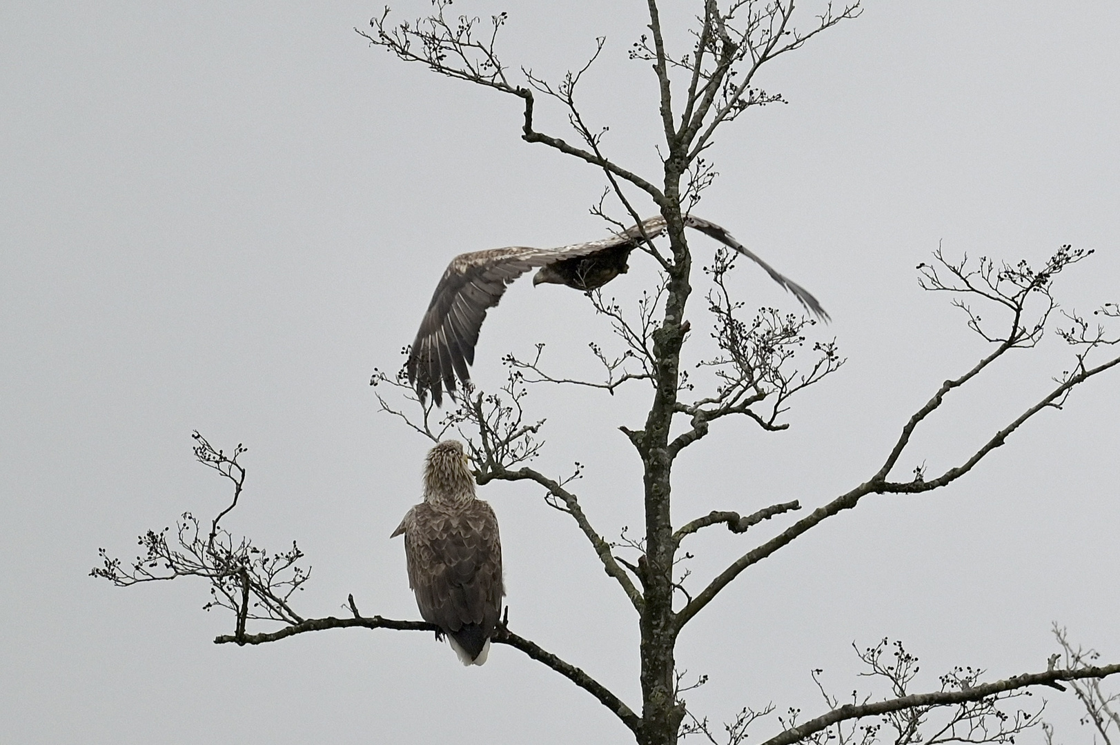 Seeadler-Paar