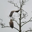 Seeadler-Paar