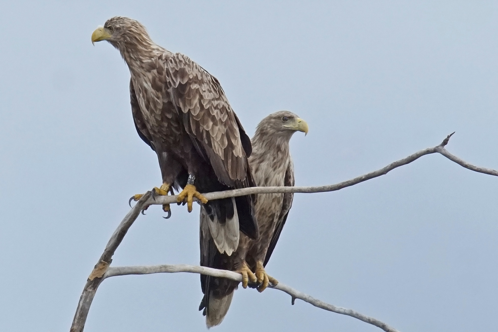 Seeadler-Paar