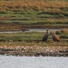 Seeadler-Paar