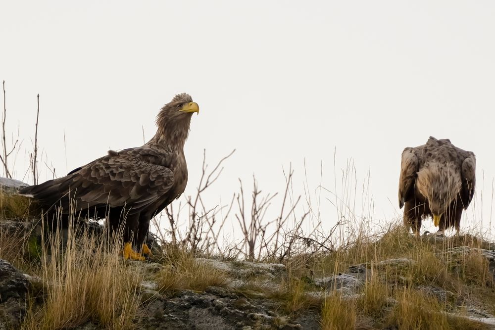 Seeadler Pärchen auf den Lofoten