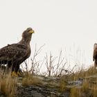 Seeadler Pärchen auf den Lofoten