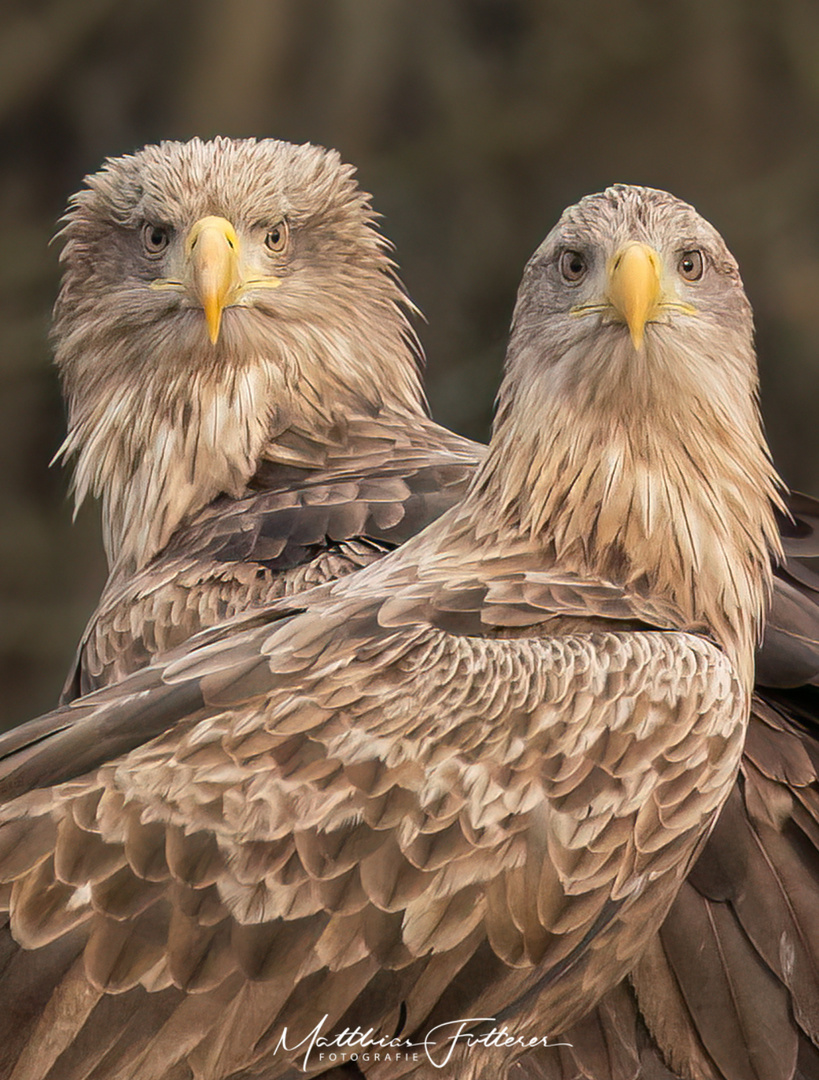 Seeadler Pärchen (Haliaeetus albicilla)