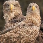 Seeadler Pärchen (Haliaeetus albicilla)