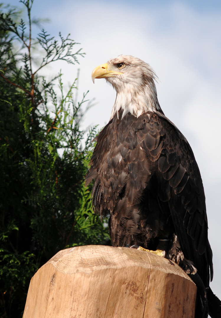 Seeadler -Photokina 2010-