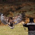 Seeadler - Platz da, jetzt komm ich -