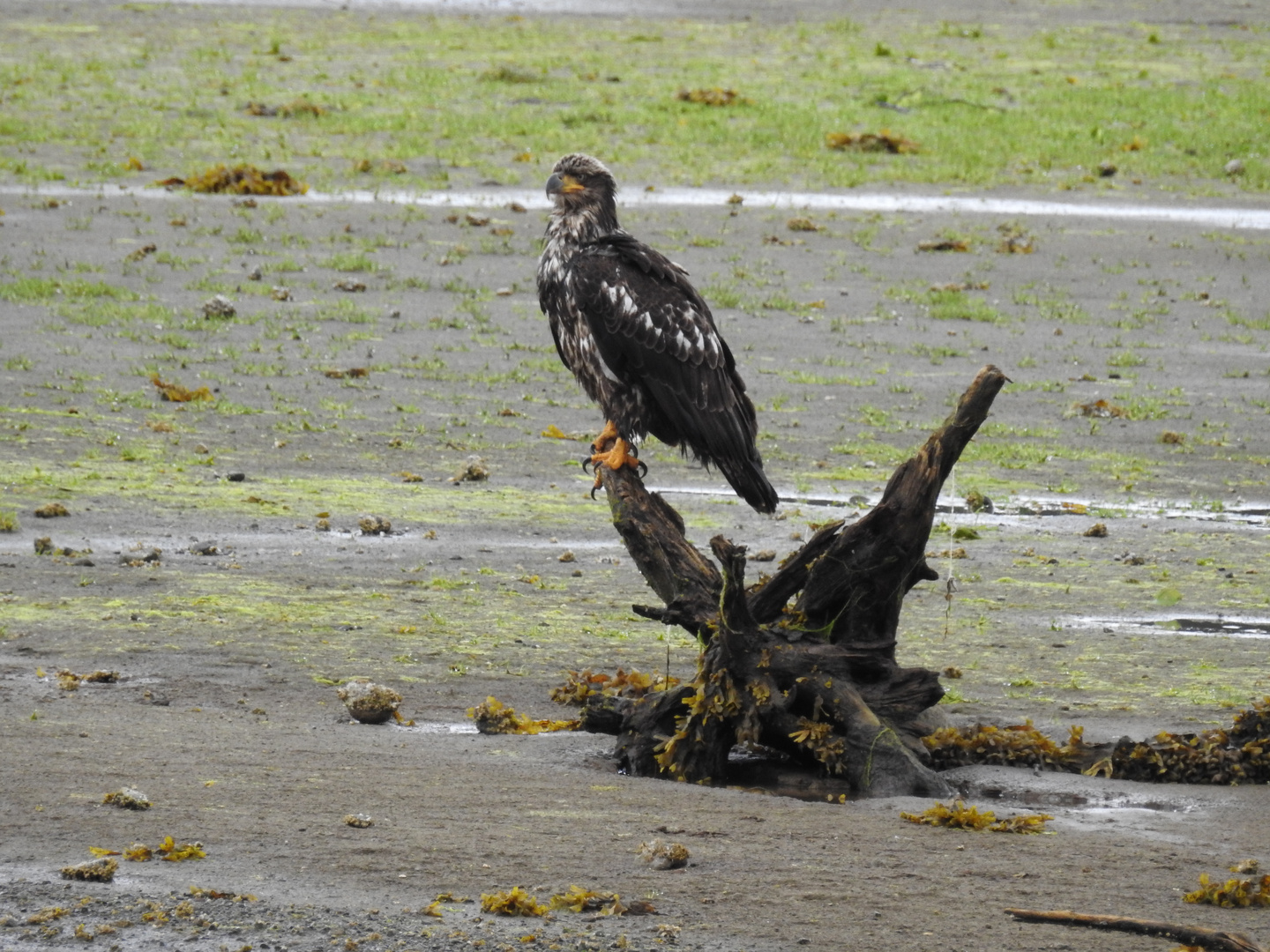 Seeadler - Port Hary Vancouver Island