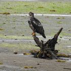 Seeadler - Port Hary Vancouver Island