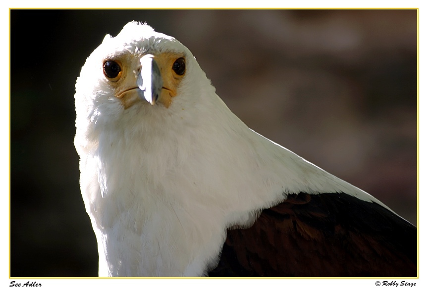 SeeAdler Portät