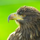 Seeadler-Portraet