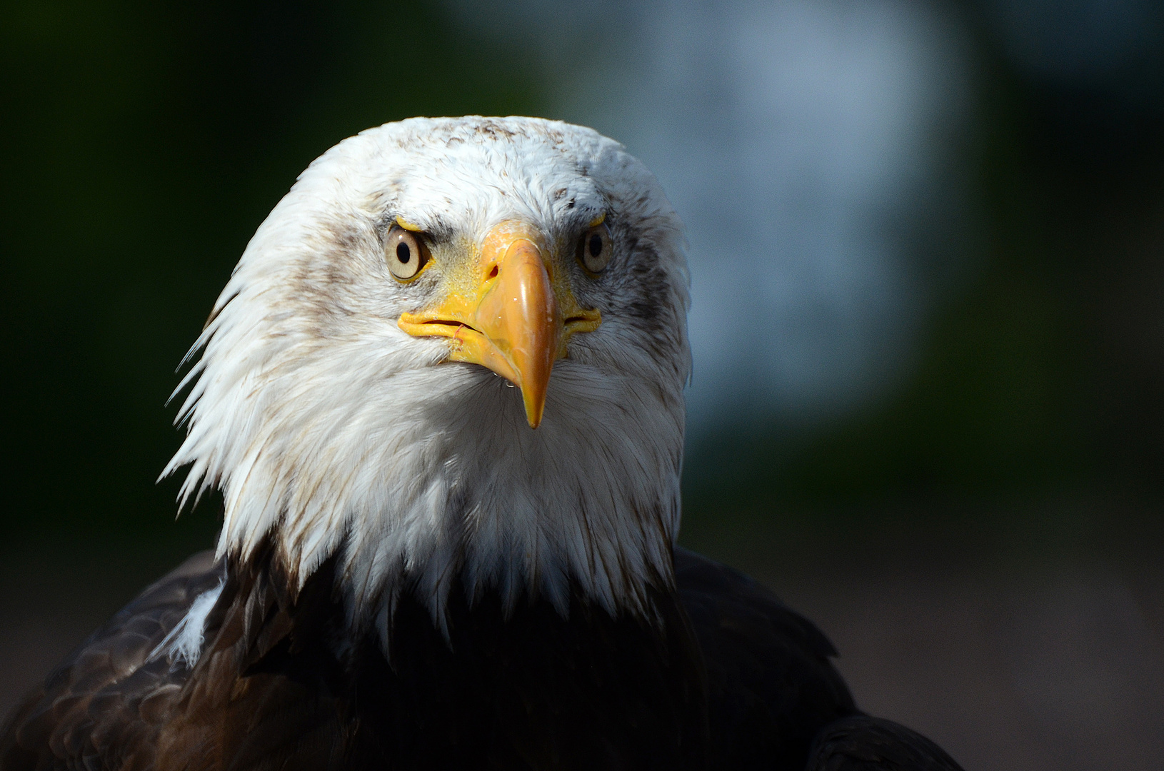 Seeadler Porträt 