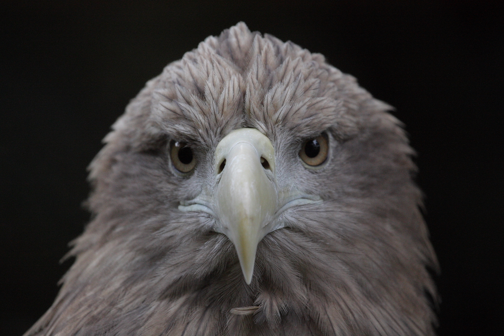 Seeadler Porträt