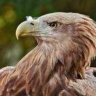 Seeadler-Portrait 001