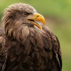 Seeadler-Portrait 001 