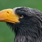 Seeadler-Portrait 001