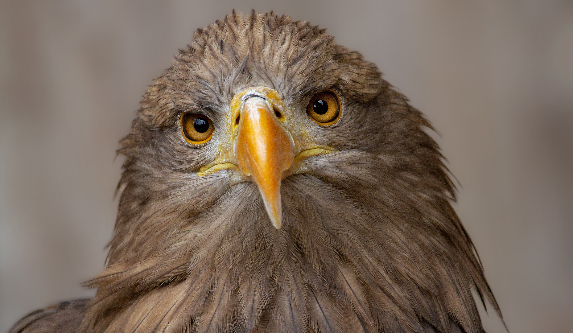 Seeadler-Portrait 001 