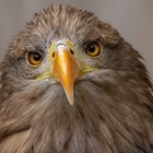 Seeadler-Portrait 001 