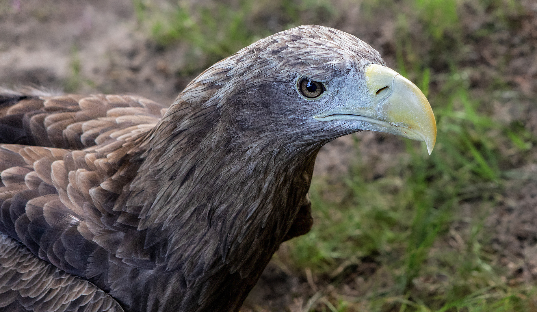 Seeadler-Portrait 001 