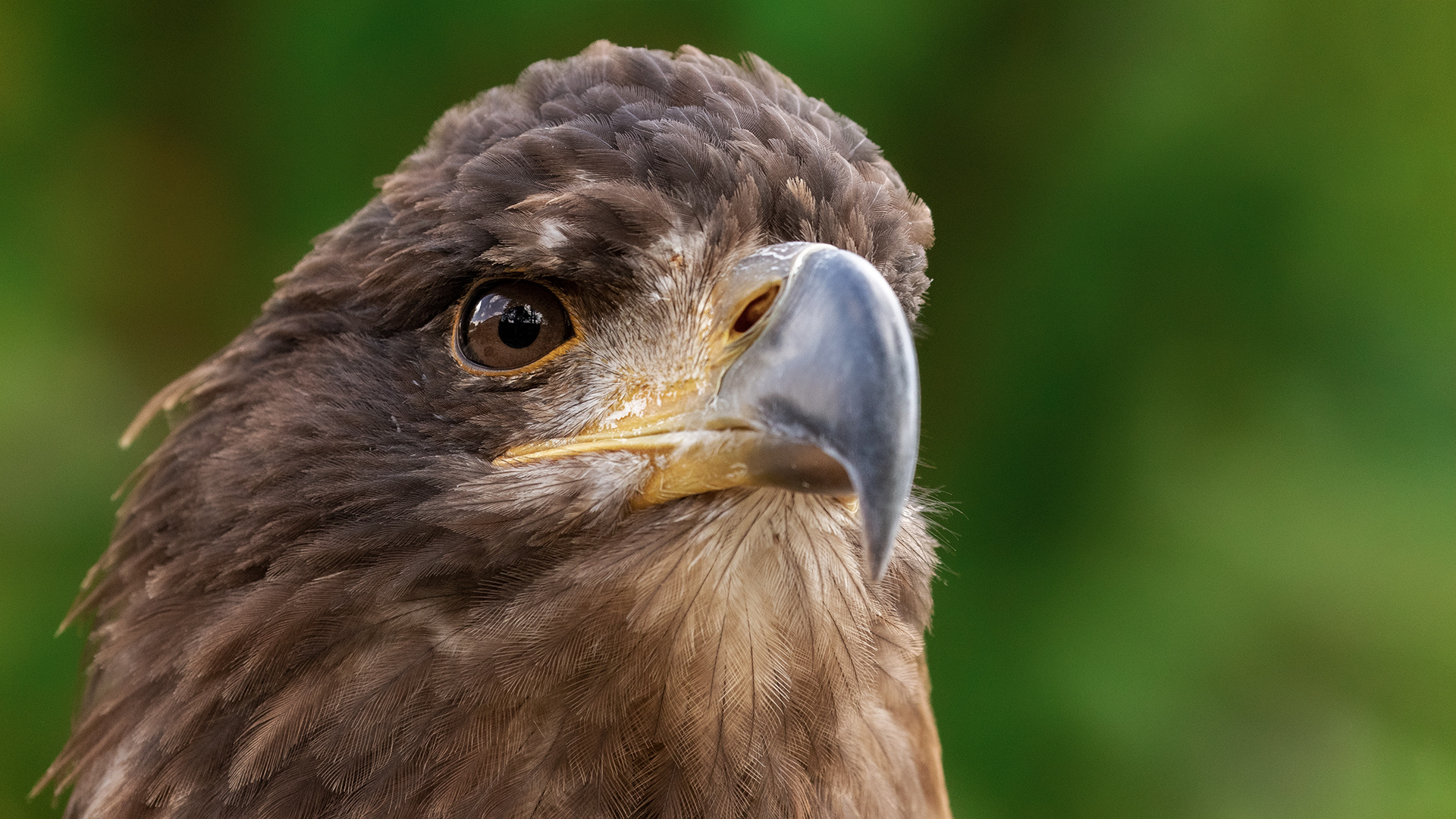 Seeadler Portrait 003